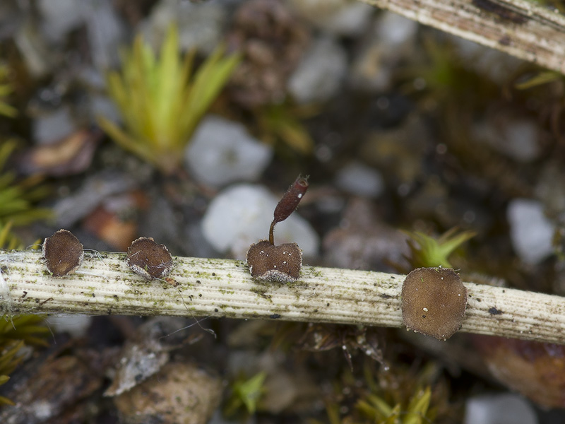 Cenangium acuum